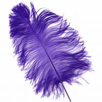Piuma di struzzo Purple